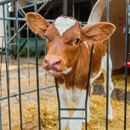 Bed & Breakfast B&b/boertel De Meander Oirschot