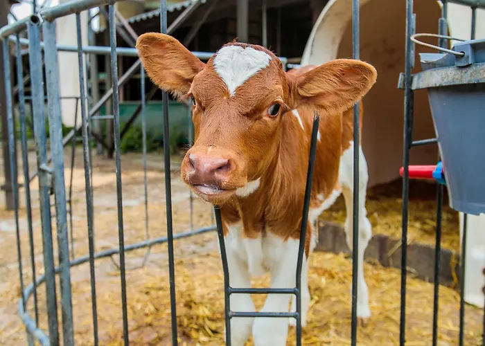 Couette-café B&b/boertel De Meander Oirschot