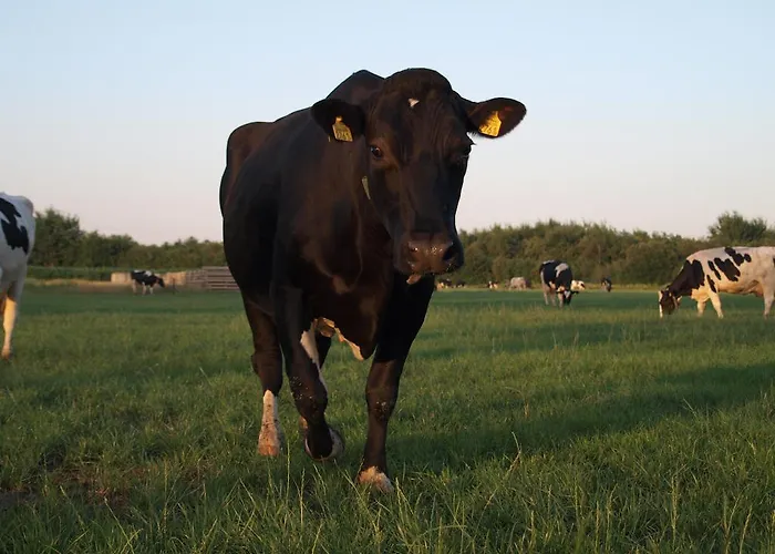 B&b/boertel De Meander 3* Oirschot