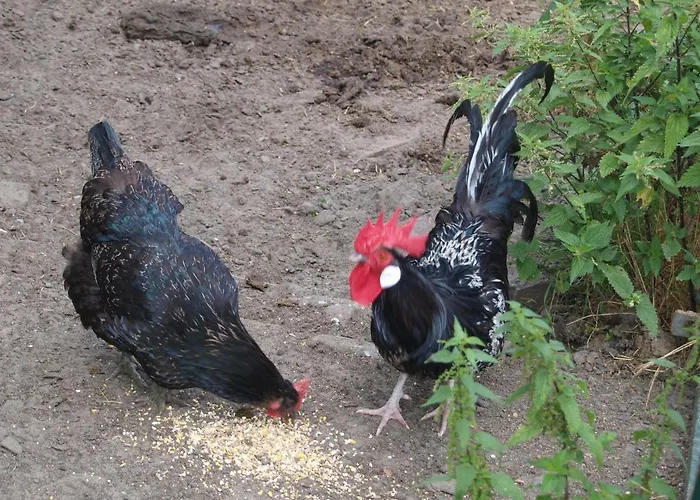 Couette-café B&b/boertel De Meander 3*